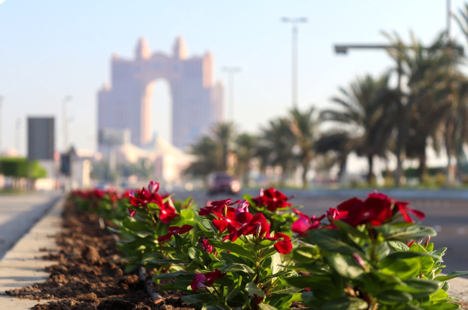 Home seasonal flowers