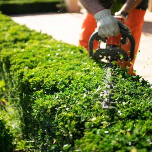 home and garden concept. hedge trimmer in action. shrub trimming work.