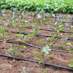 irrigation13
